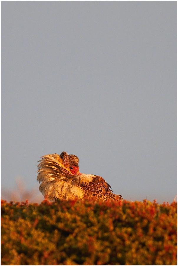 Jespák bojovný ( Philomachus pugnax )