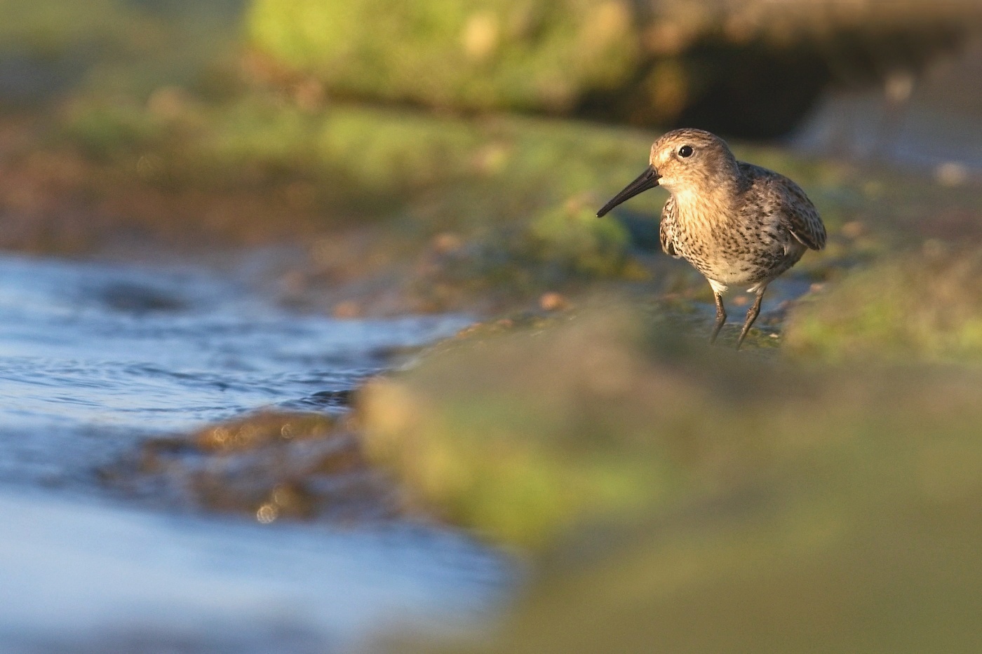 Jespák obecný  ( Calidris  alpina )