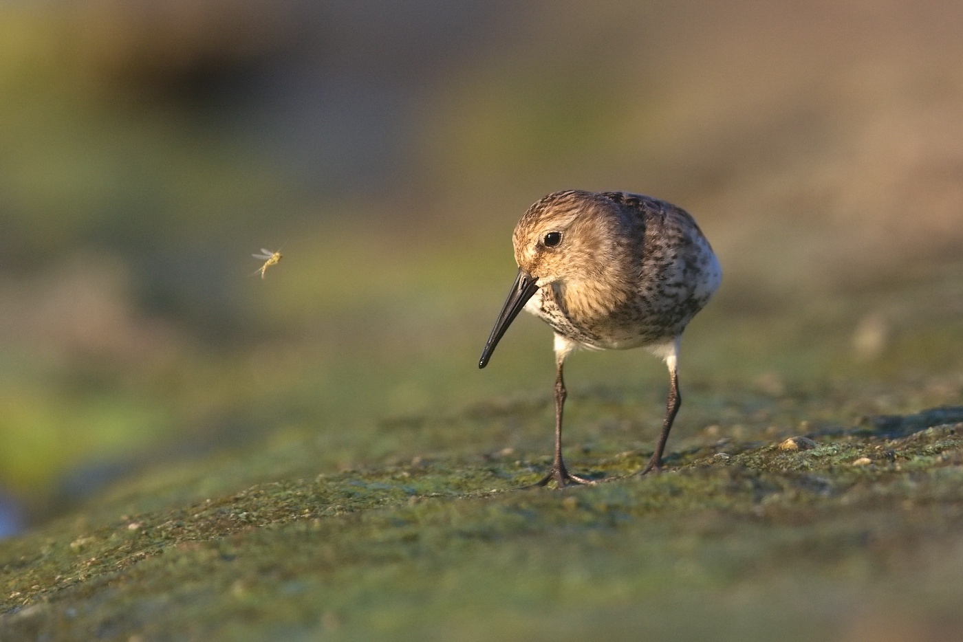 Jespák obecný  ( Calidris  alpina )