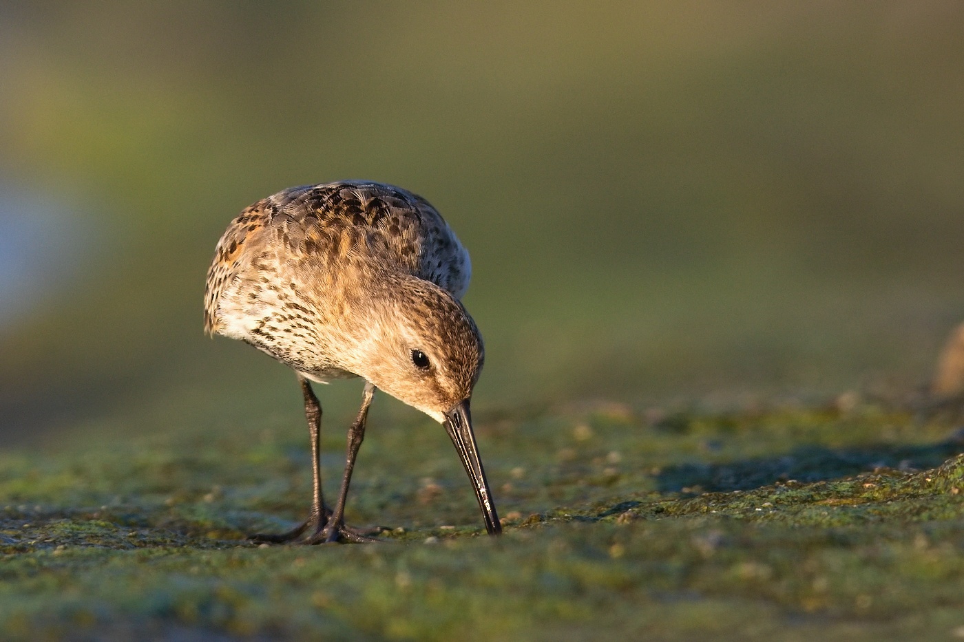 Jespák obecný  ( Calidris  alpina )