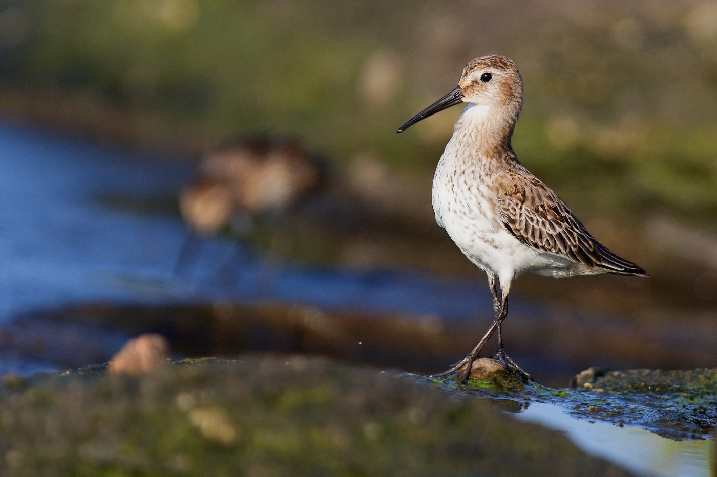 Jespák obecný  ( Calidris  alpina )