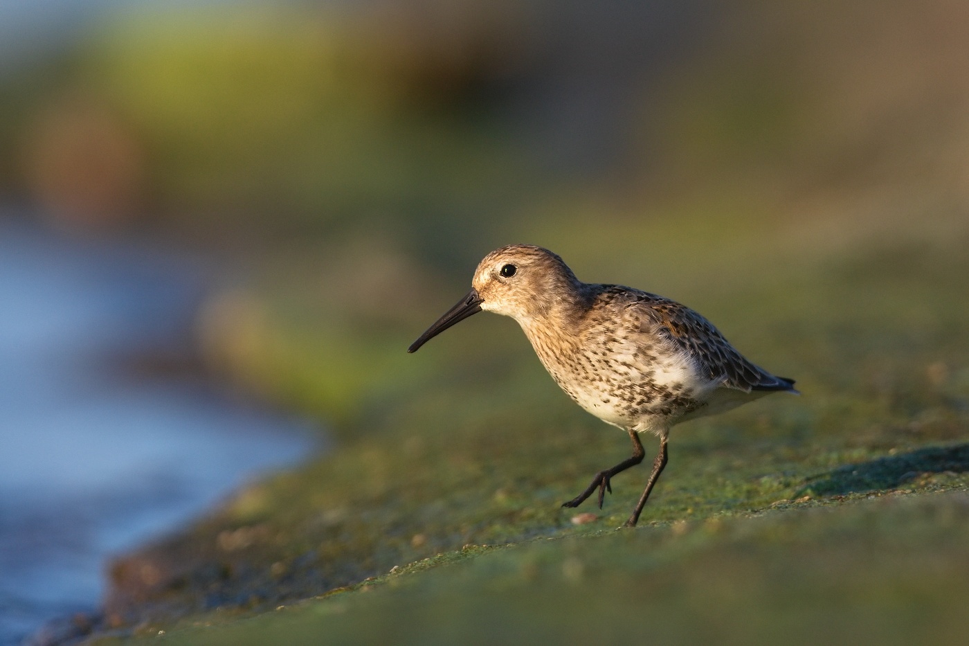 Jespák obecný  ( Calidris  alpina )