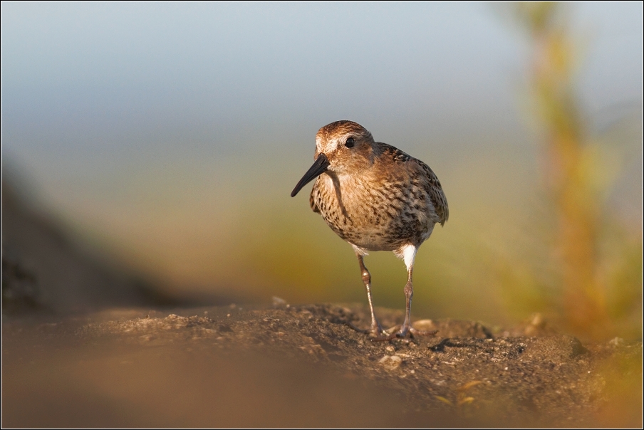 Jespák obecný  ( Calidris alpina )