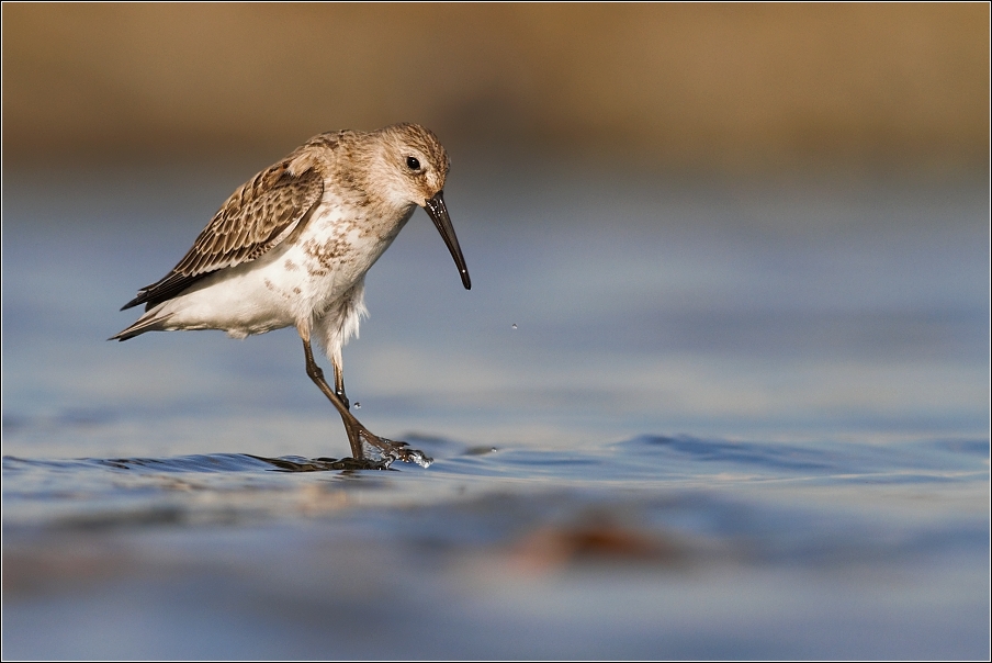 Jespák obecný  ( Calidris alpina )