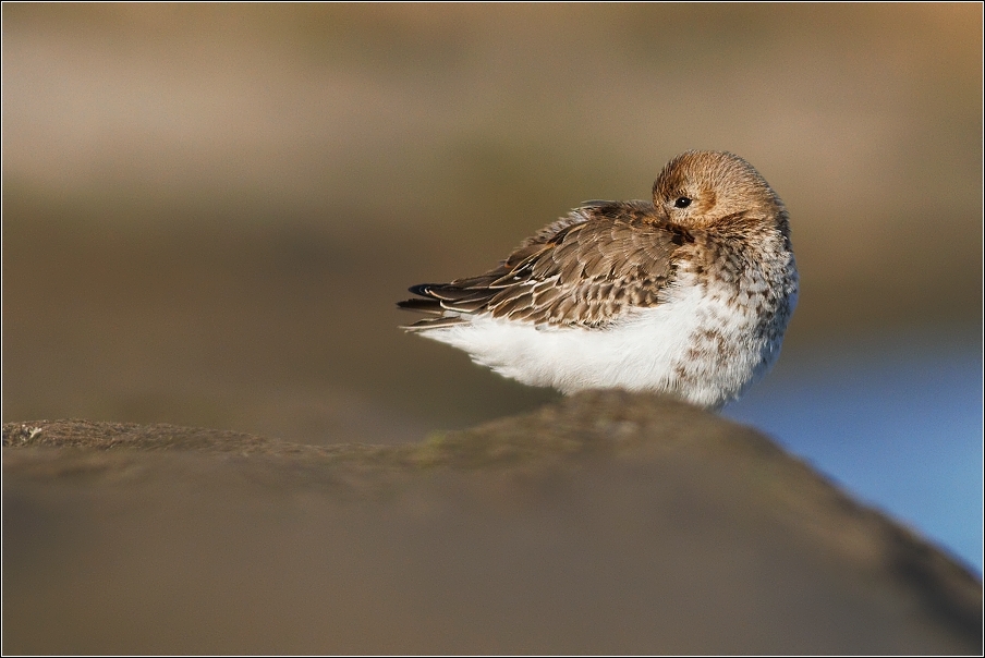 Jespák obecný  ( Calidris alpina )