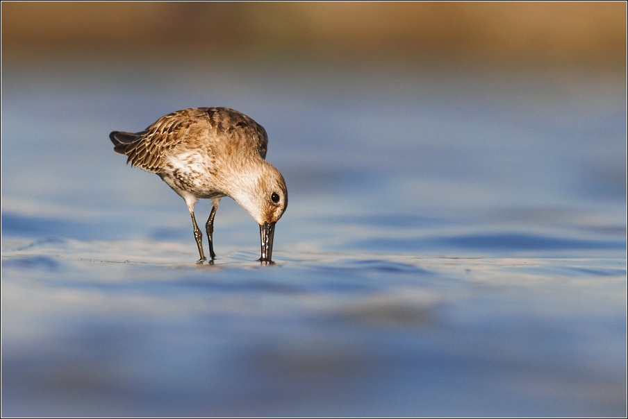 Jespák obecný  ( Calidris alpina )