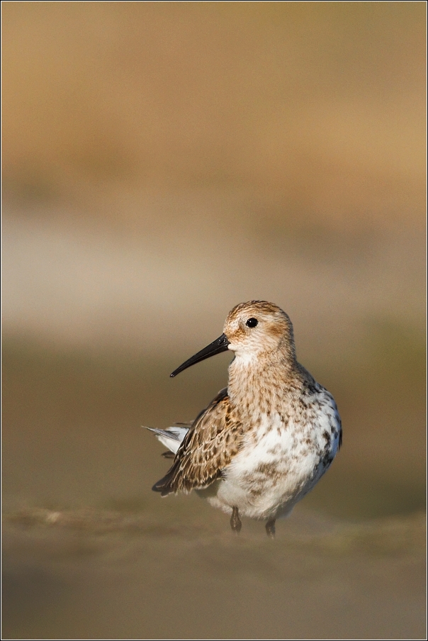 Jespák obecný  ( Calidris alpina )