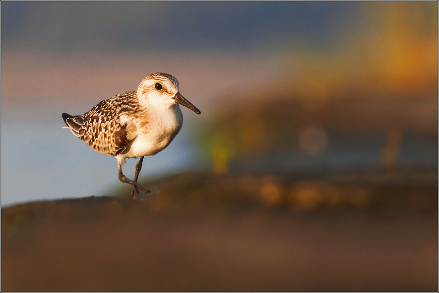 Jespák písečný ( Calidris alba )