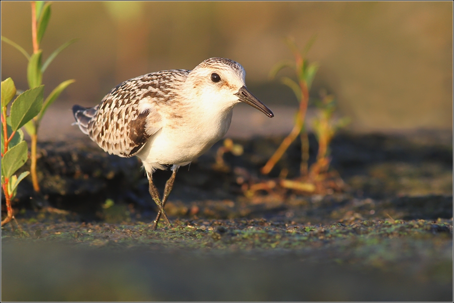 Jespák písečný ( Calidris alba )