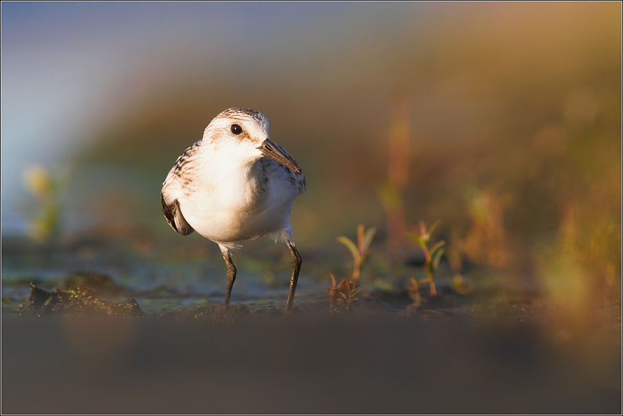 Jespák písečný ( Calidris alba )