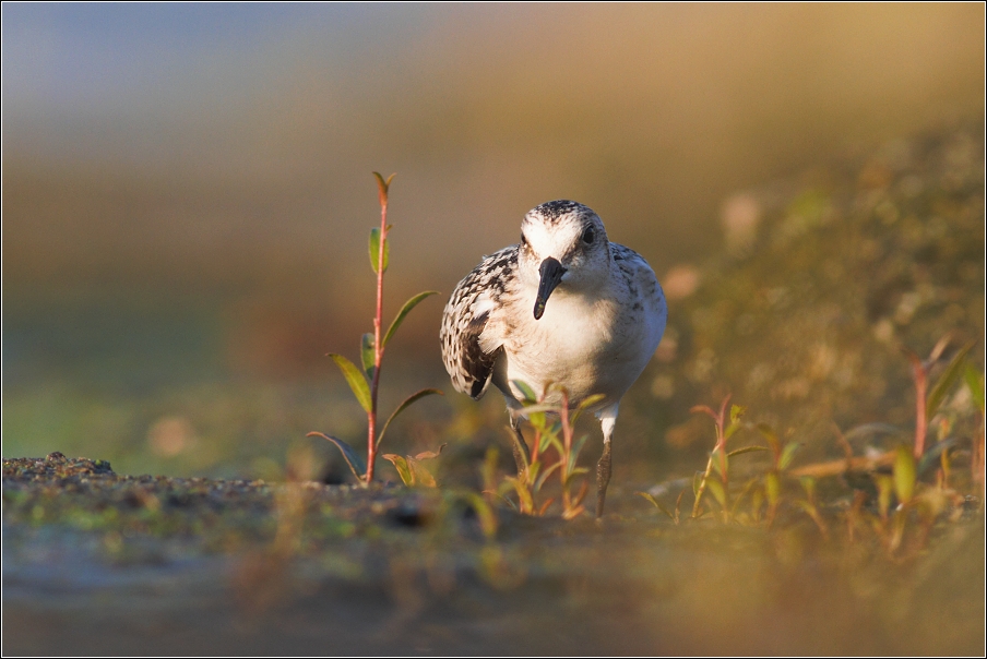 Jespák písečný ( Calidris alba )