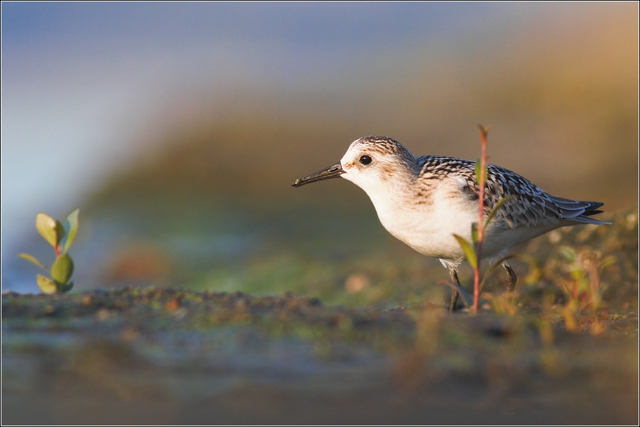 Jespák písečný ( Calidris alba )