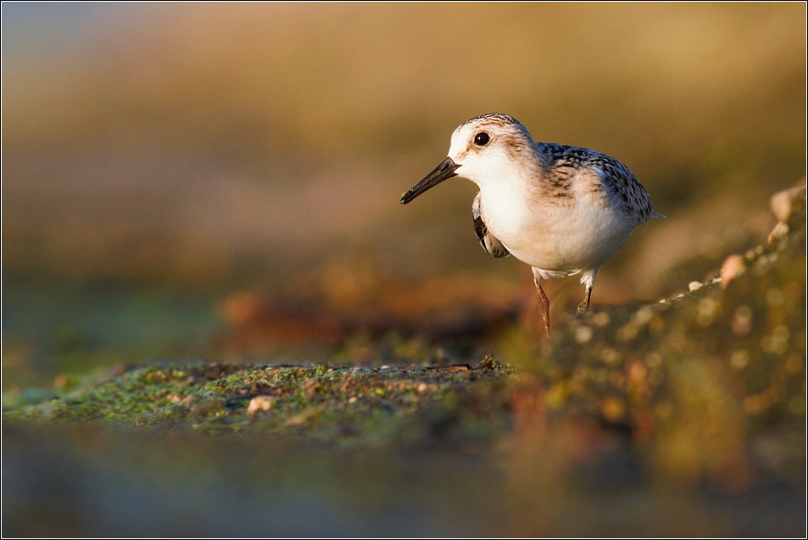 Jespák písečný ( Calidris alba )