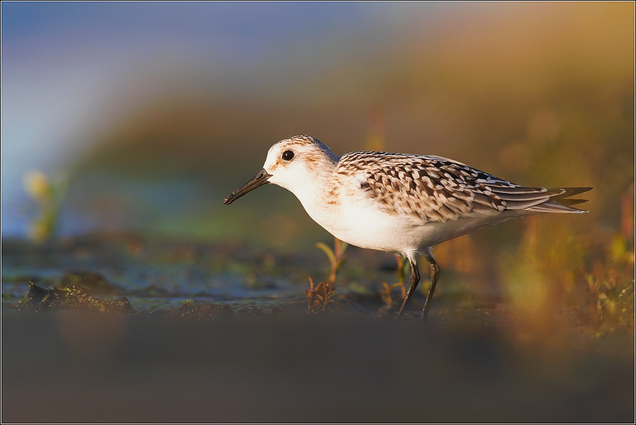 Jespák písečný ( Calidris alba )