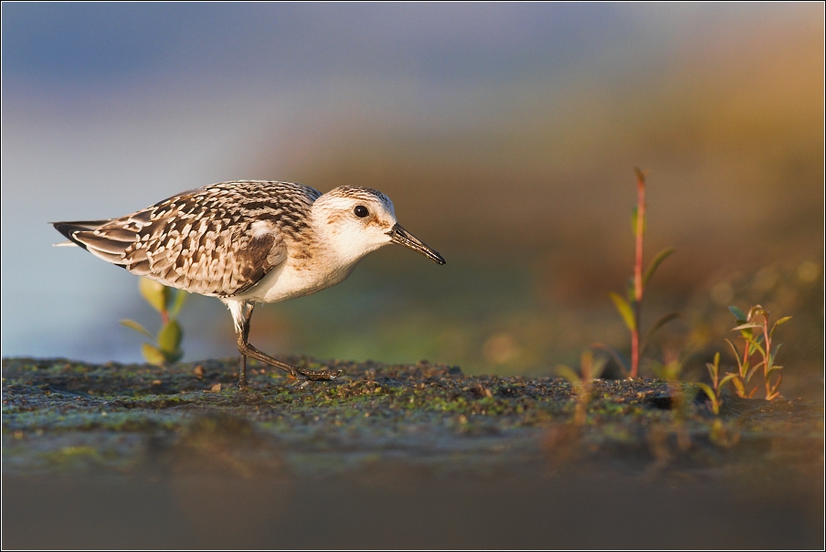 Jespák písečný ( Calidris alba )