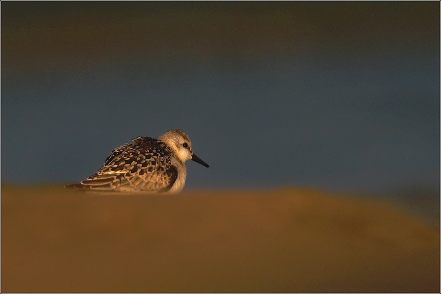 Jespák písečný ( Calidris alba )