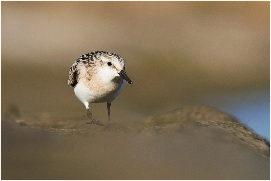 Jespák písečný ( Calidris alba )