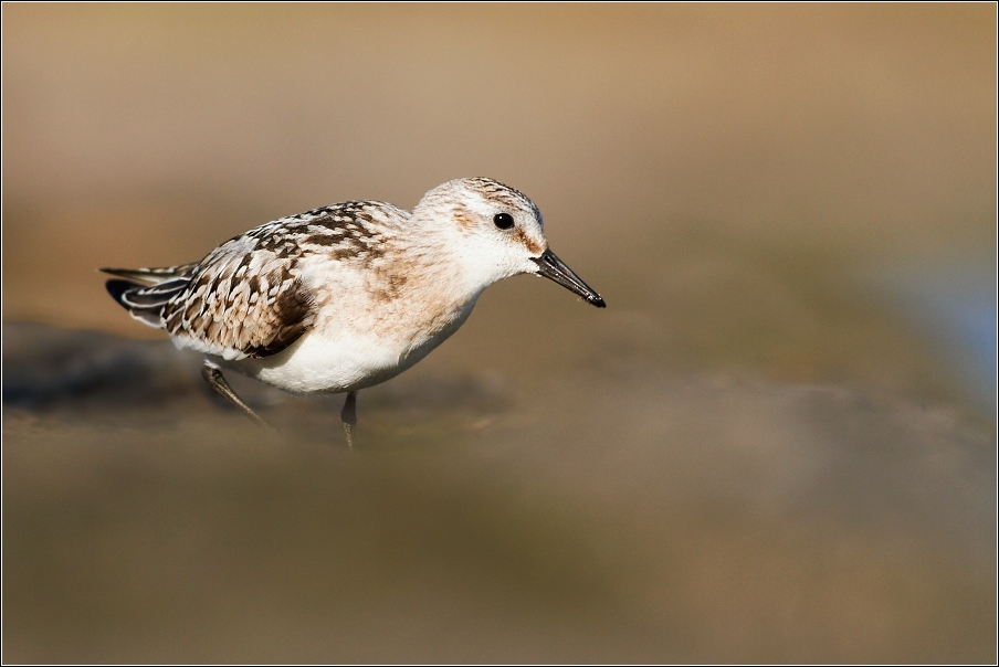 Jespák písečný ( Calidris alba )