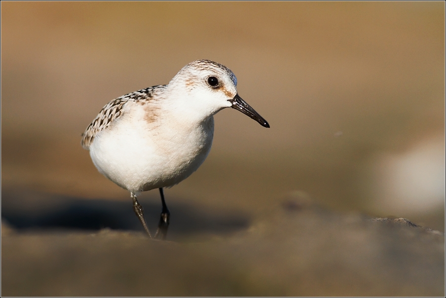 Jespák písečný ( Calidris alba )