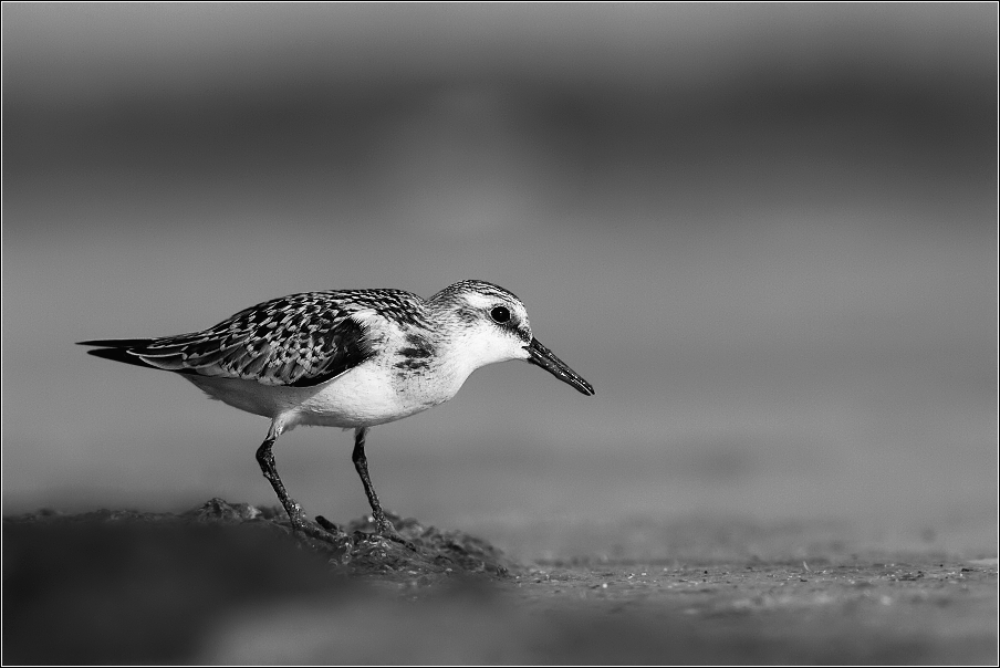 Jespák písečný  ( Calidris  alba )