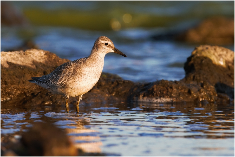 Jespák rezavý  ( Calidris canutus )