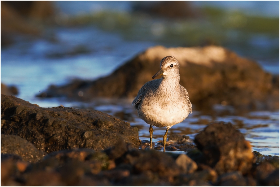 Jespák rezavý  ( Calidris canutus )