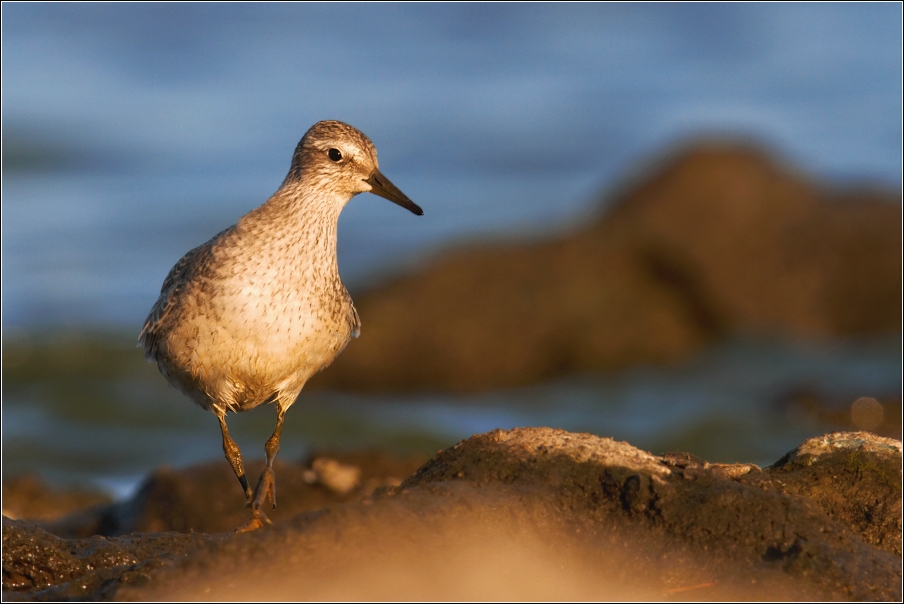 Jespák rezavý  ( Calidris canutus )