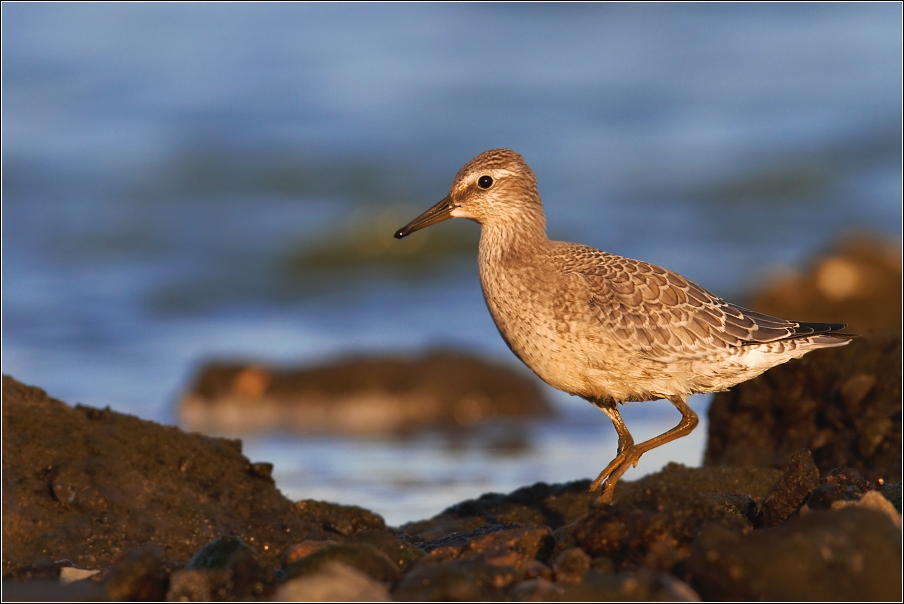 Jespák rezavý  ( Calidris canutus )