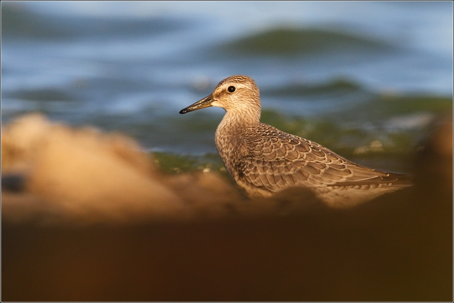 Jespák rezavý  ( Calidris canutus )