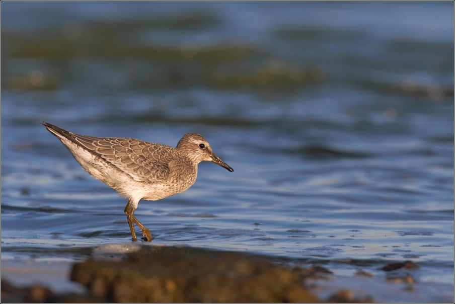 Jespák rezavý  ( Calidris canutus )