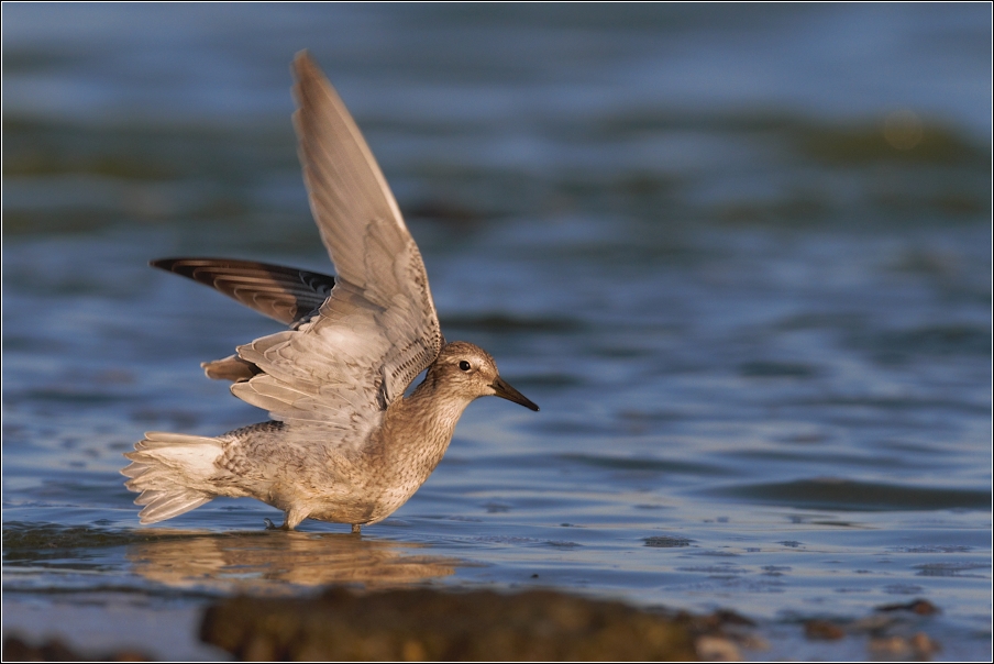 Jespák rezavý  ( Calidris canutus )