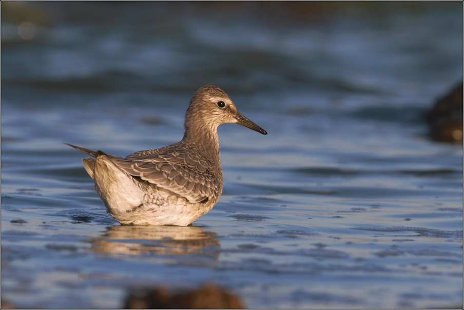 Jespák rezavý  ( Calidris canutus )