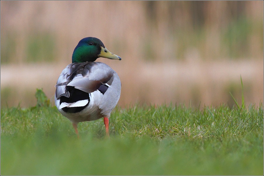 Kachna divoká  ( Anas platyrhynchos )