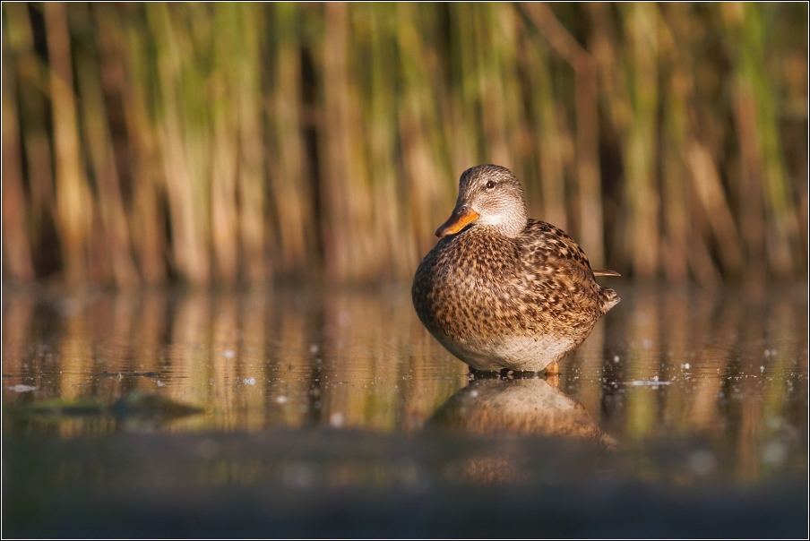 Kachna divoká  ( Anas platyrhynchos )