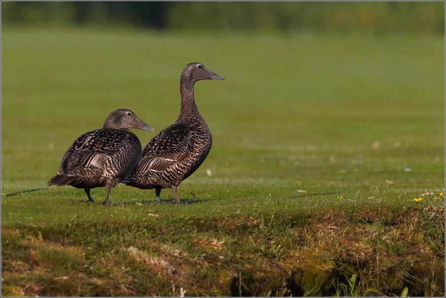 Kajka mořská ( Somateria mollissima )