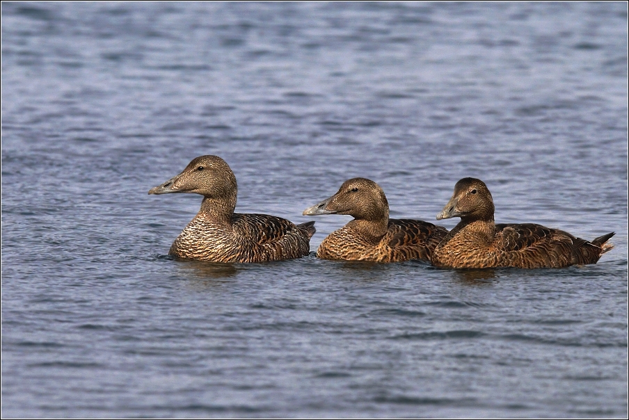 Kajka mořská ( Somateria mollissima )