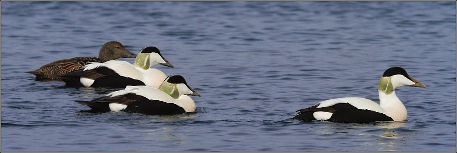 Kajka mořská ( Somateria mollissima )