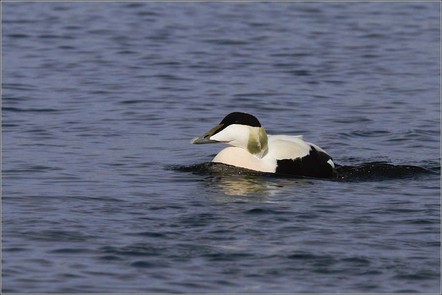 Kajka mořská ( Somateria mollissima )