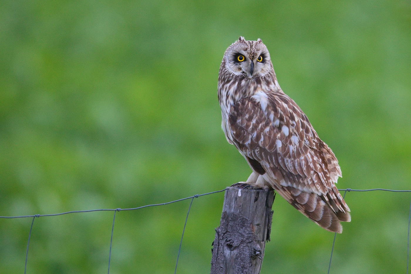 Kalous pustovka  ( Asio flammeus )