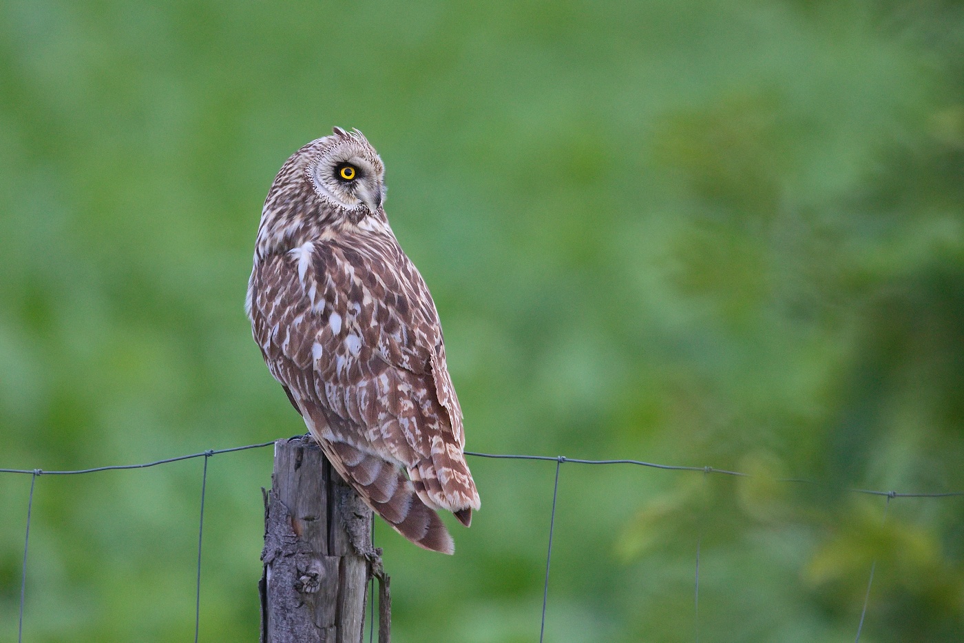 Kalous pustovka  ( Asio flammeus )