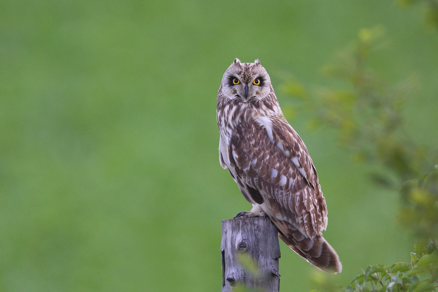 Kalous pustovka  ( Asio flammeus )