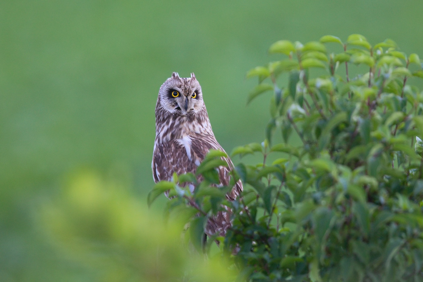 Kalous pustovka  ( Asio flammeus )