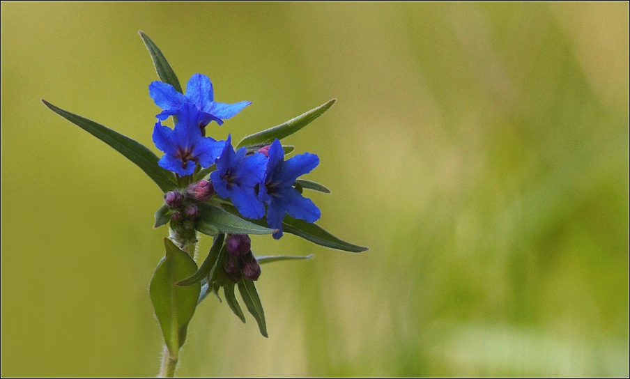 Kamejka modronachová ( Lithospermum purpurocaeruleum )