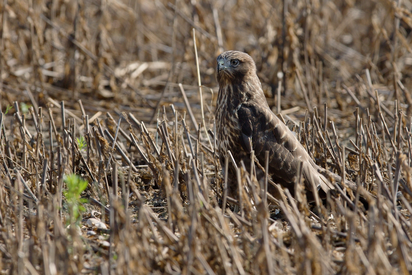 Káně lesní  ( Buteo buteo )