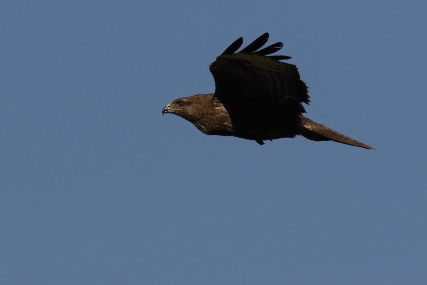 Káně lesní  ( Buteo buteo )