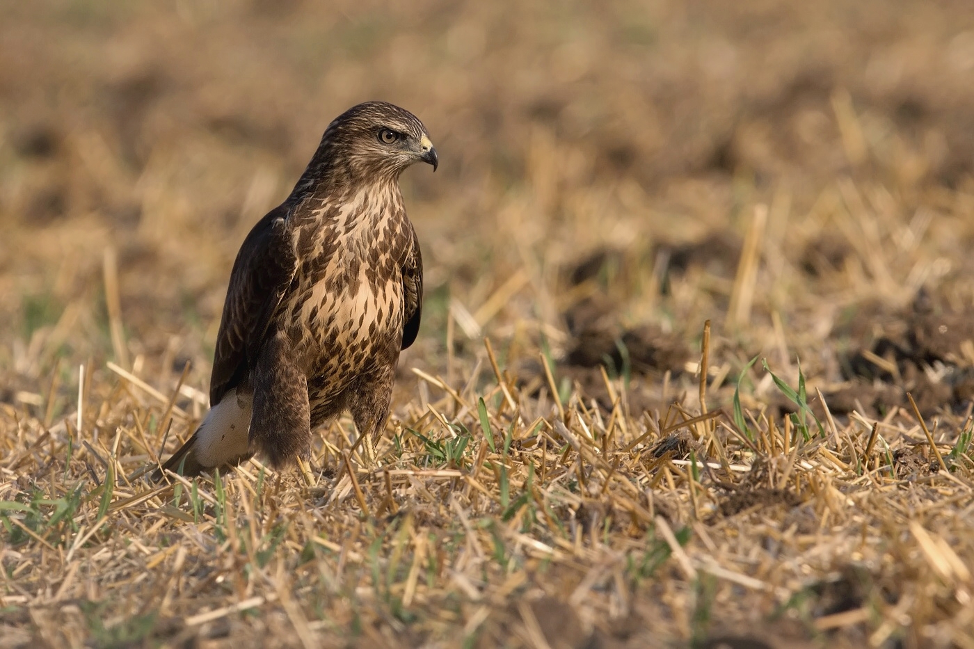 Káně lesní  ( Buteo buteo )