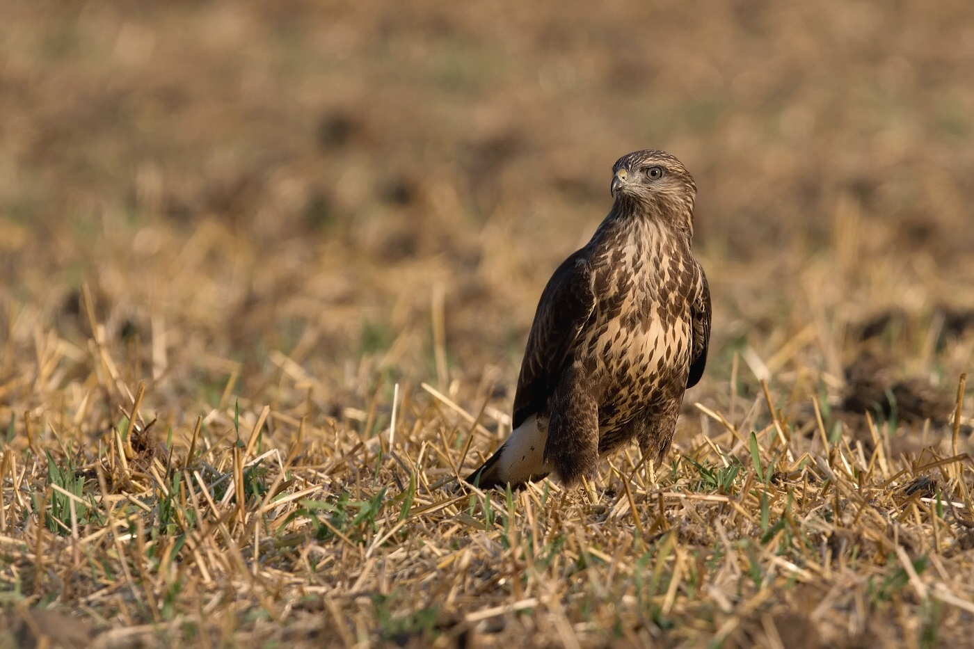 Káně lesní  ( Buteo buteo )