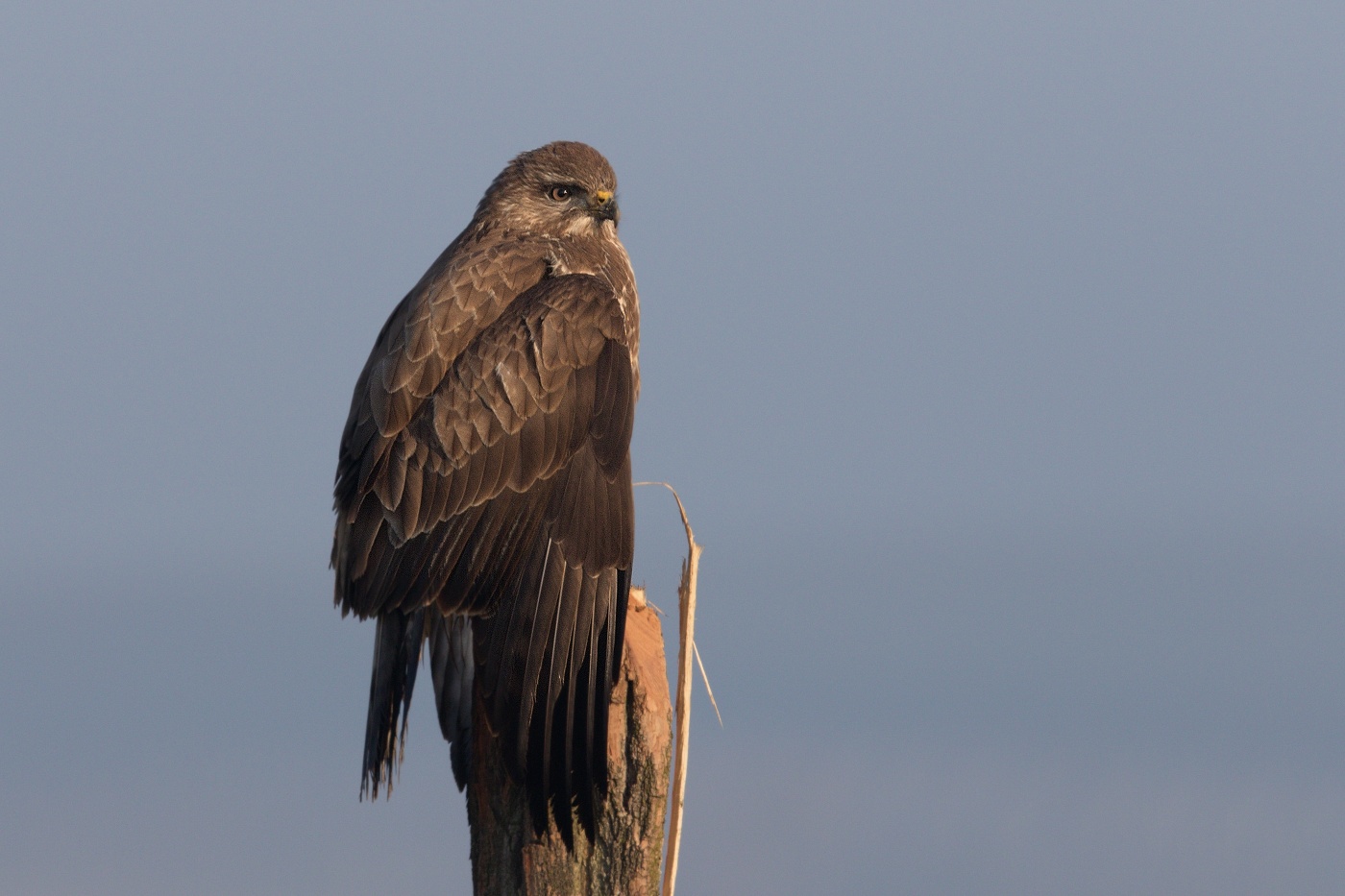 Káně lesní  ( Buteo buteo )