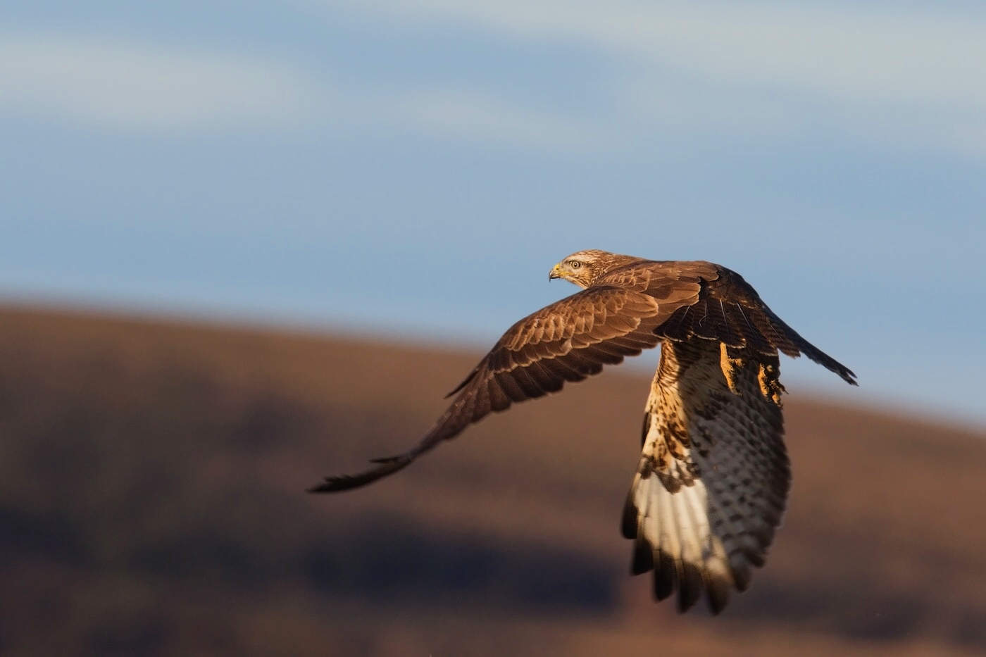 Káně lesní  ( Buteo buteo )