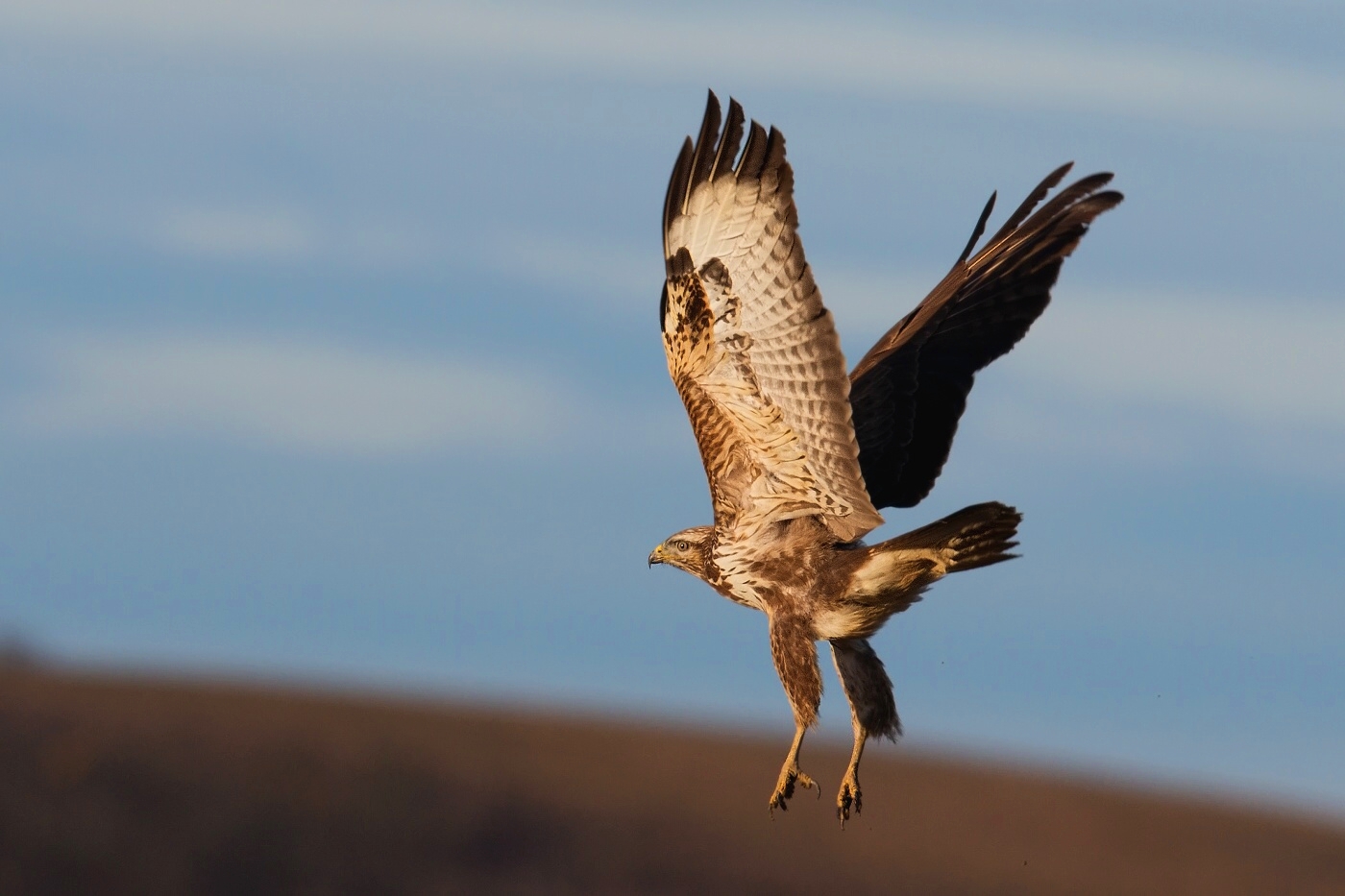 Káně lesní  ( Buteo buteo )